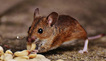 24 Hour & Emergency Exterminators in Cleveland, OH